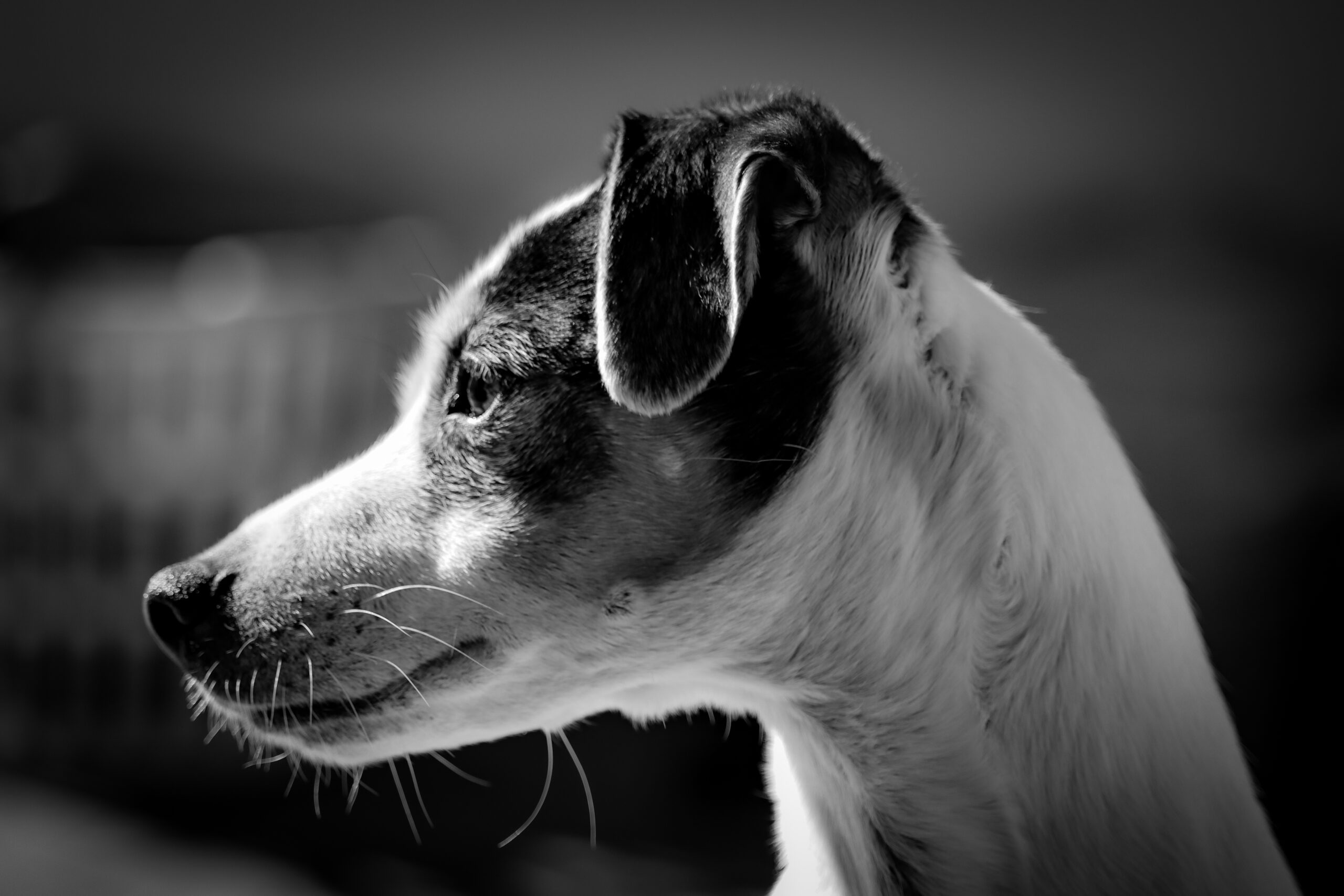 Hund in Profilaufnahme, schwarz-weiß, Tierfotografie bei Diane K. Senft.