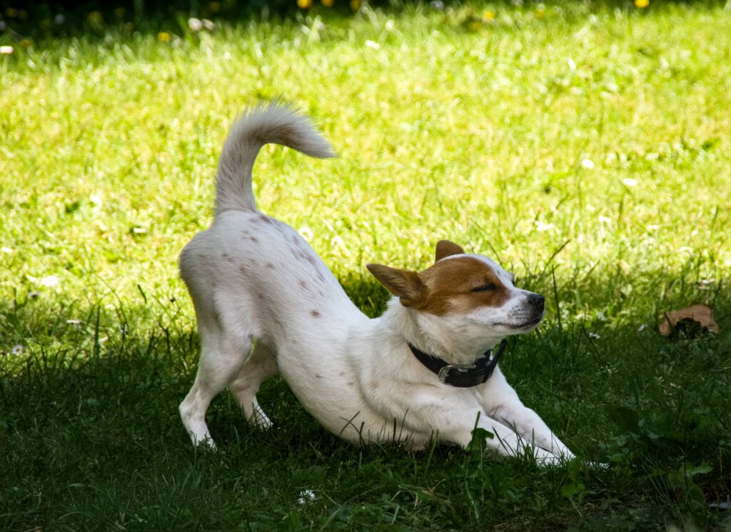 Fröhlicher Hund beim Spielen im grünen Garten, Sonnenlicht und Natur im Hintergrund.