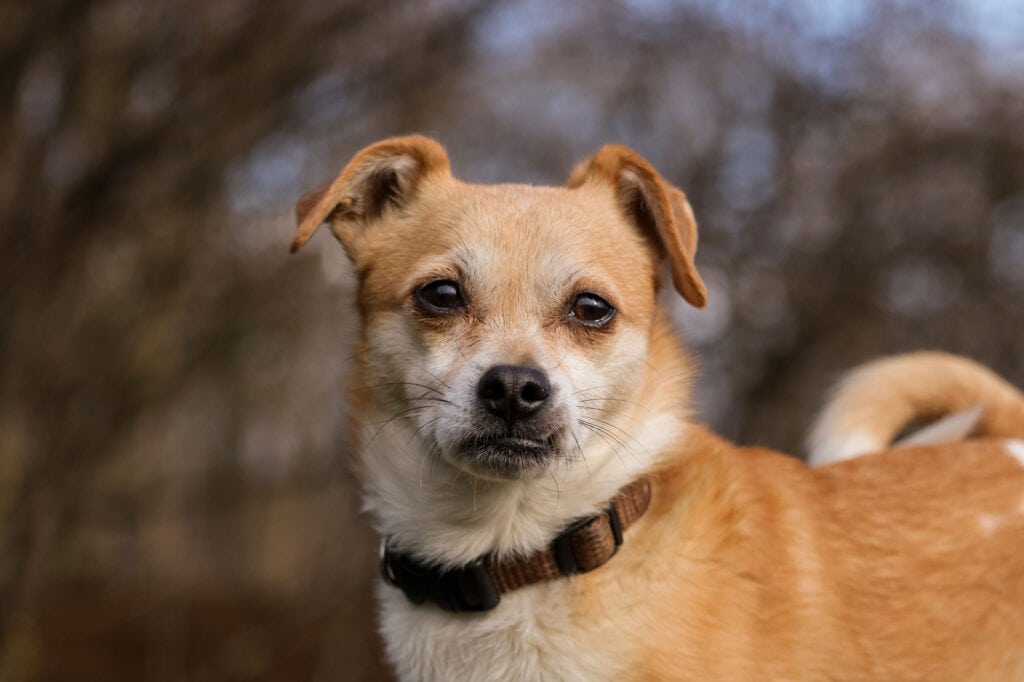 Hund mit braunem Fell und dunklen Augen. Porträt Tierfotografie Diane K. Senft