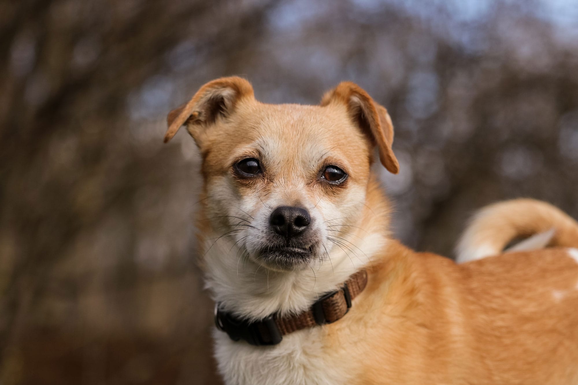 Hochzeitsfotografie im Taunus, Hochzeitsreportage, standesamtliche Trauung
