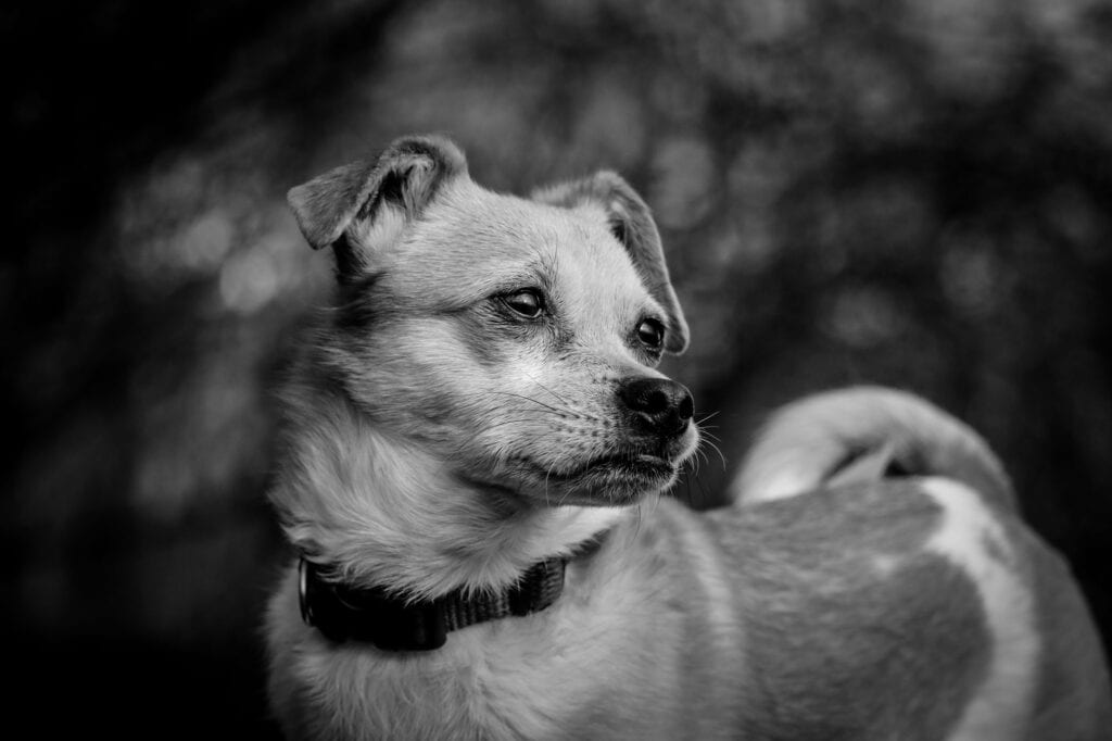 Hund im Freien, Natur, Tierfotografie, schwarz-weiß.