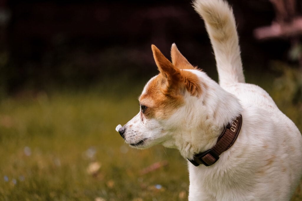 Hund mit braun-weißer Fellfarbe, blickt nach links im Garten.