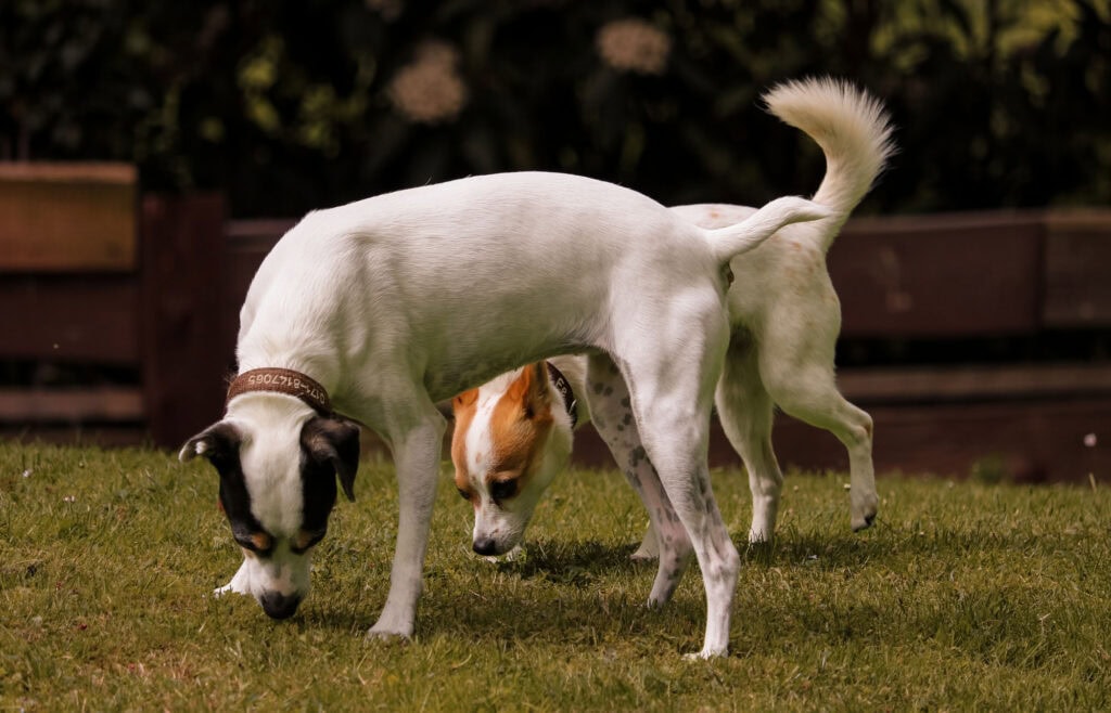 Zwei Hunde beim Grasen im Garten, entspannt und glücklich.