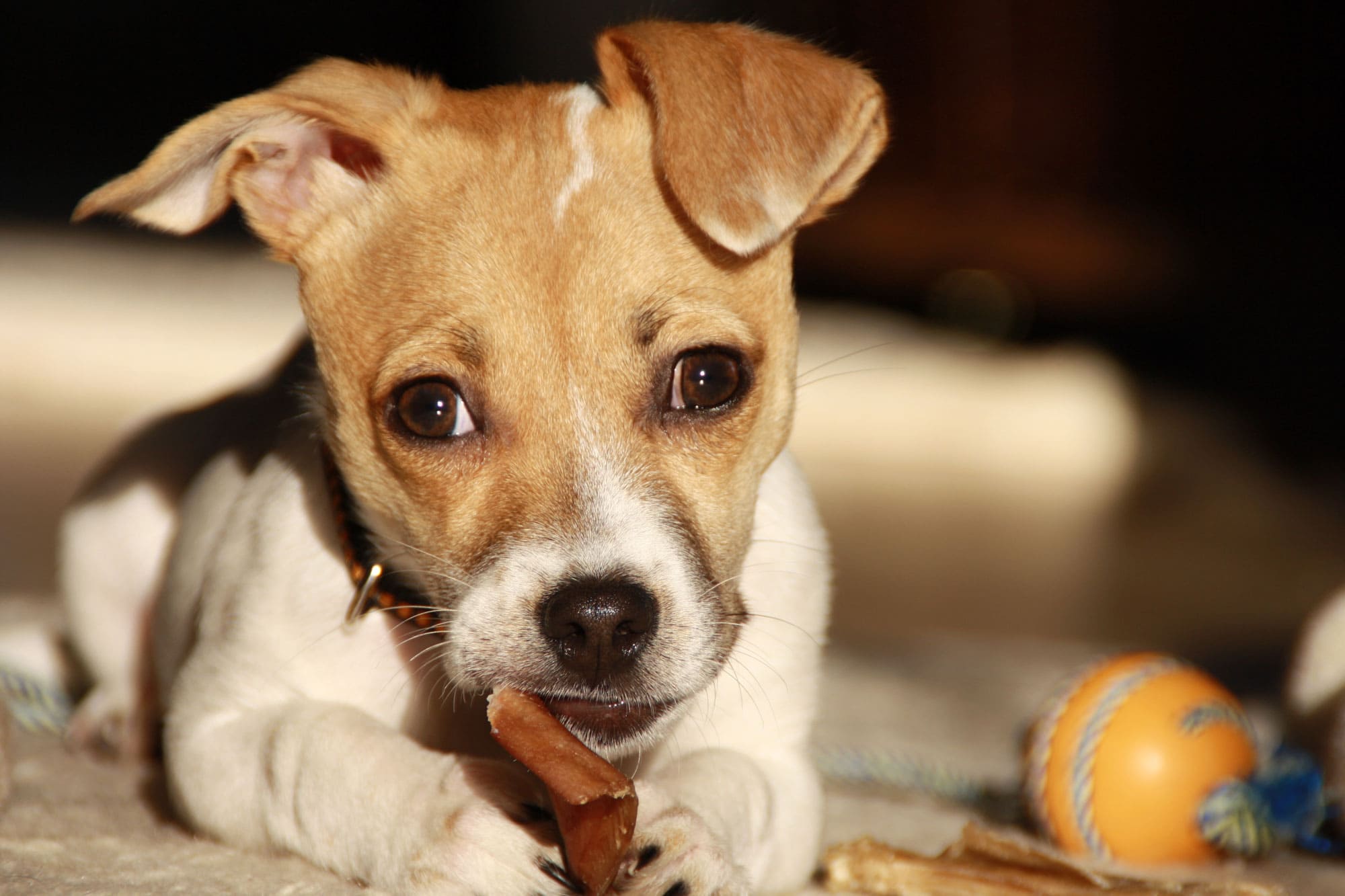 Niedlicher Welpe mit Spielzeug, Tierfotografie.