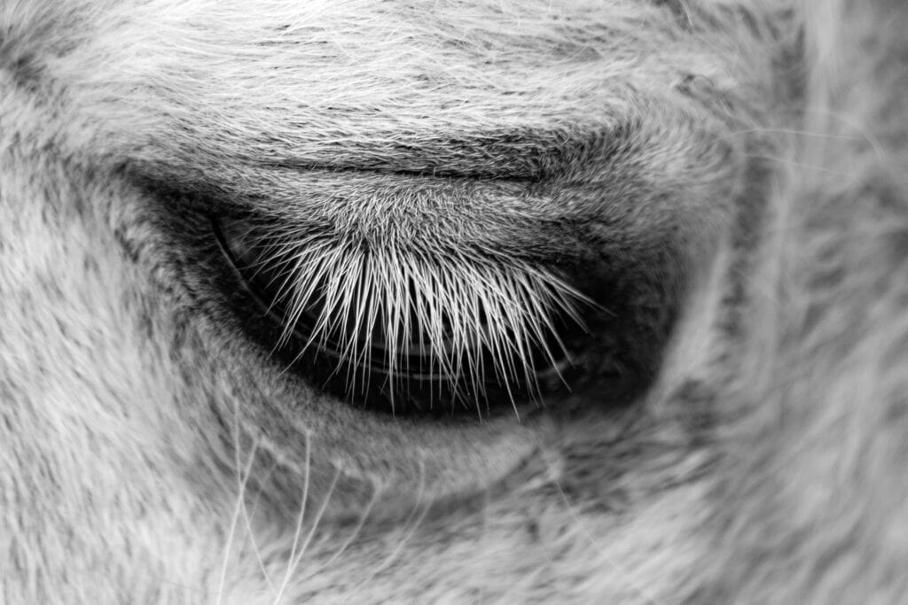 Nahaufnahme eines Pferdeauges, emotionale Tierfotografie