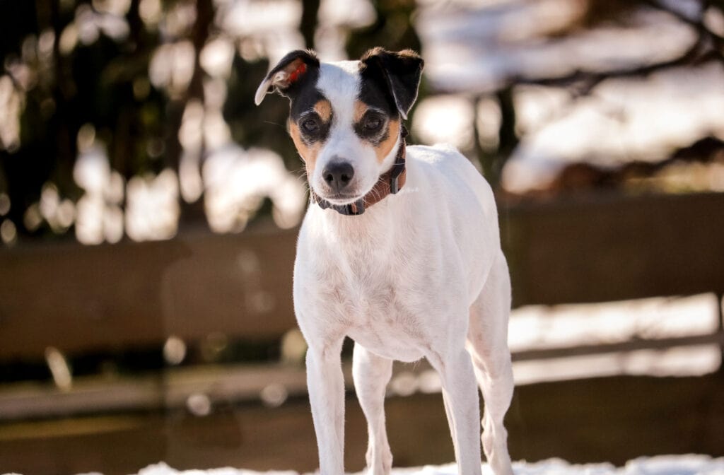 Fröhlicher Hund im Tierpark, Natur im Hintergrund. Natürliche Tierfotografie Diane K. Senft