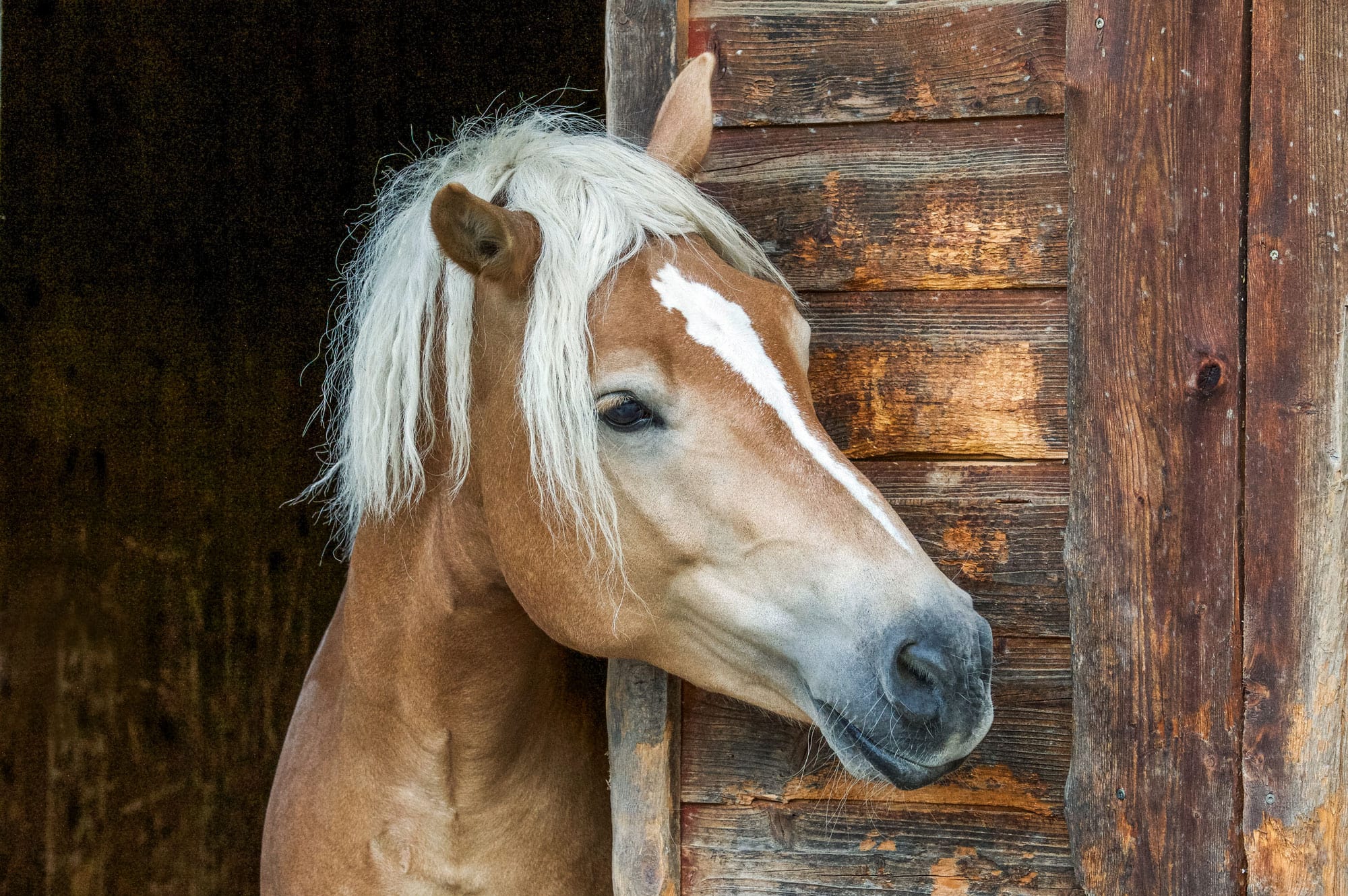 Nahaufnahme eines Pferdes, das aus einem Stall schaut. Tierfotografie Diane K.Senft