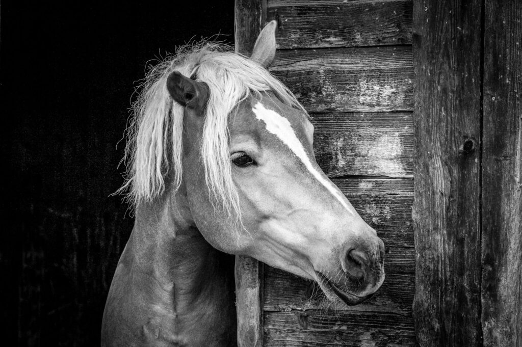 Weißes Pferd schaut aus einem Holzstall, Fokus auf Kopf und Mähne.