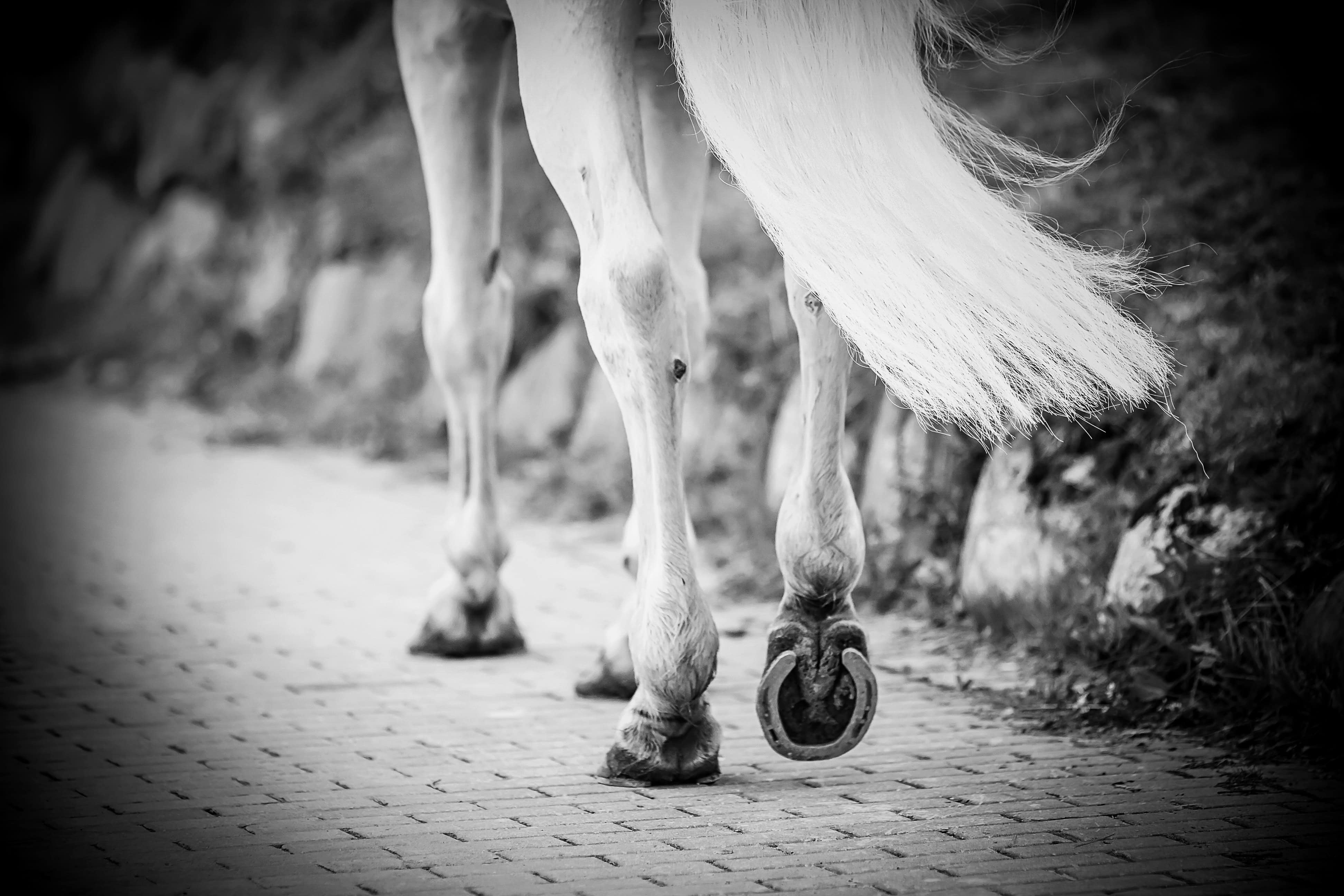 Pferdebeine und Schweif in Schwarz-Weiß, auf einem Weg unterwegs.