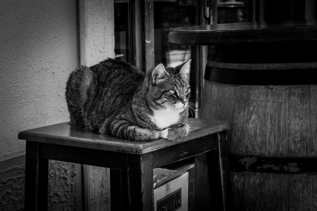 Katze liegt auf einem Hocker vor einem Fenster in einer Straße.