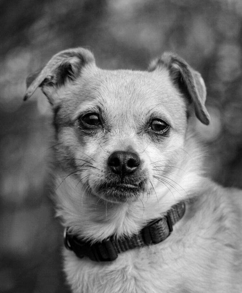 Tierfotografie von einem kleinen Hund, natürliche Tierfotografie