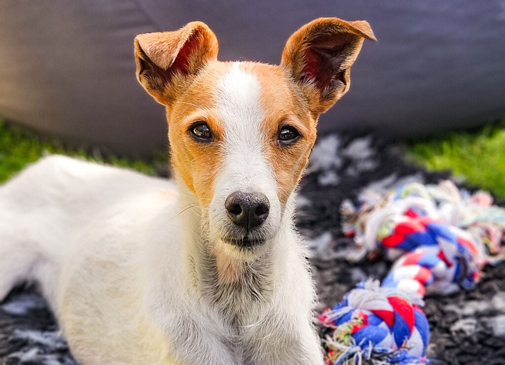 Niedlicher Hund mit großen Ohren vor einem Gartenteppich.