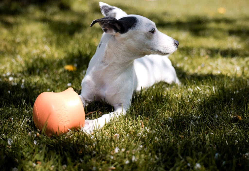 Kleiner Hund liegt im Gras mit Spielball, sonniger Tag, Naturkulisse.