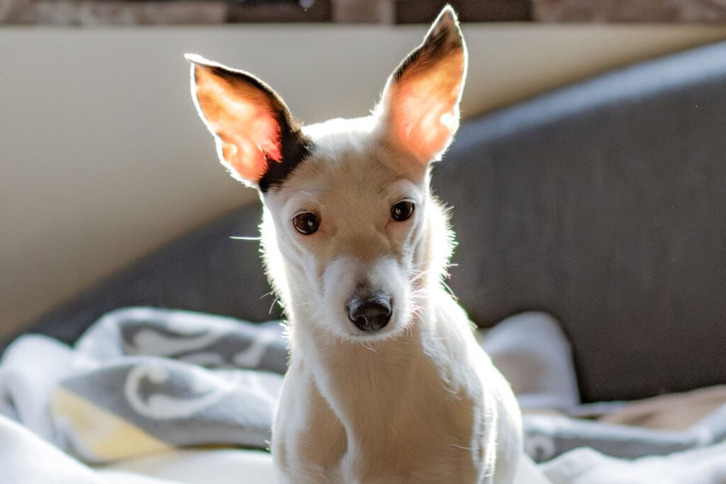 Hunde mit großen Ohren, die auf einem Bett sitzen, im natürlichen Licht.